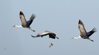 Whattled crane - Liuwa Plain NP
