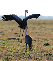 Whattled crane - Liuwa Plain NP