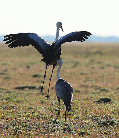 Whattled crane - Liuwa Plain NP