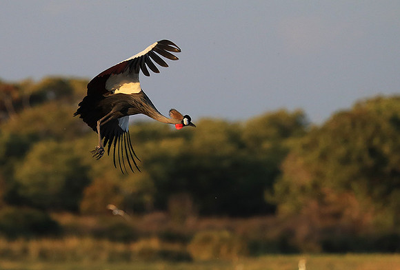 Grey-crowned crane - Liuwa Plain NP