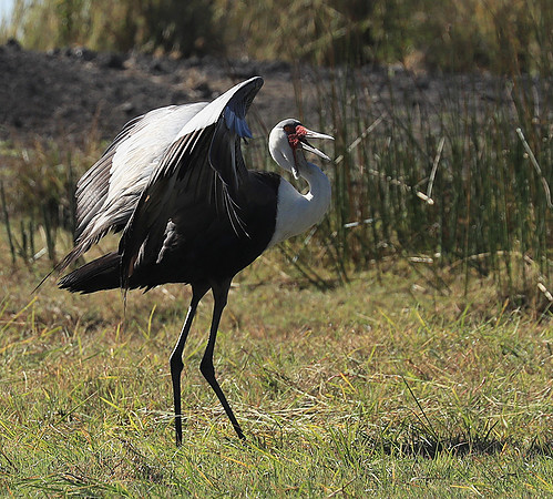 Wattled crane - Kafue NP