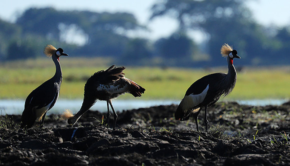 Grey-crowned crane - Kafue NP