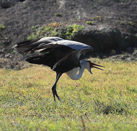 Wattled crane mating dance