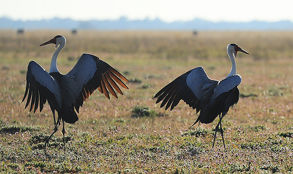 Whattled crane - Liuwa Plain NP
