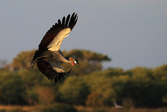 Grey-crowned crane - Liuwa Plain NP