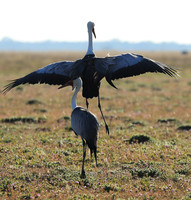 Whattled crane - Liuwa Plain NP