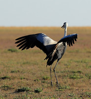 Whattled crane - Liuwa Plain NP