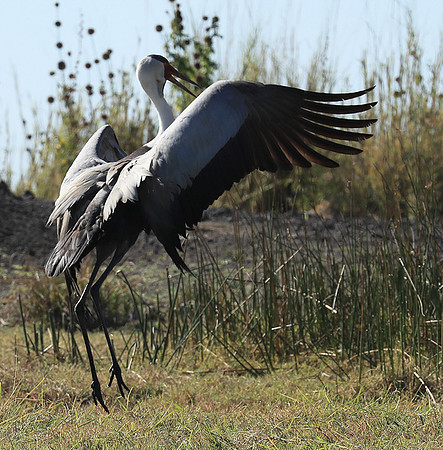 Wattled crane - Kafue NP