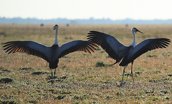 Whattled crane - Liuwa Plain NP