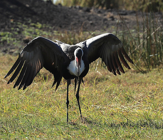 Wattled crane - Kafue NP