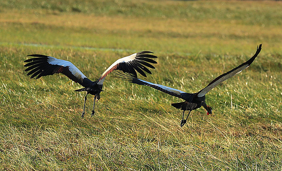 Grey-crowned crane - Kafue NP