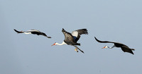 Whattled crane - Liuwa Plain NP