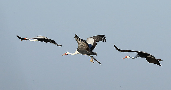 Whattled crane - Liuwa Plain NP