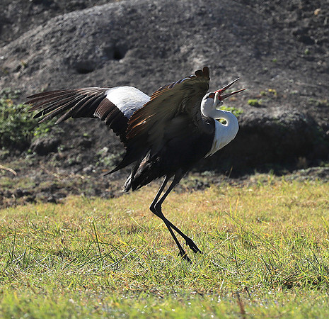 Wattled crane mating dance