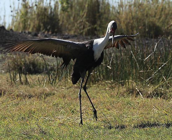 Wattled crane - Kafue NP
