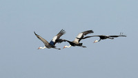 Whattled crane - Liuwa Plain NP