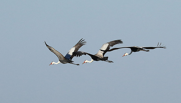 Whattled crane - Liuwa Plain NP
