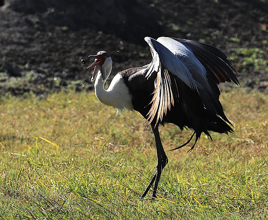 Wattled crane - Kafue NP