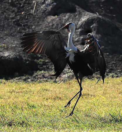 Wattled crane - Kafue NP