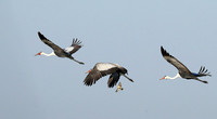Whattled crane - Liuwa Plain NP