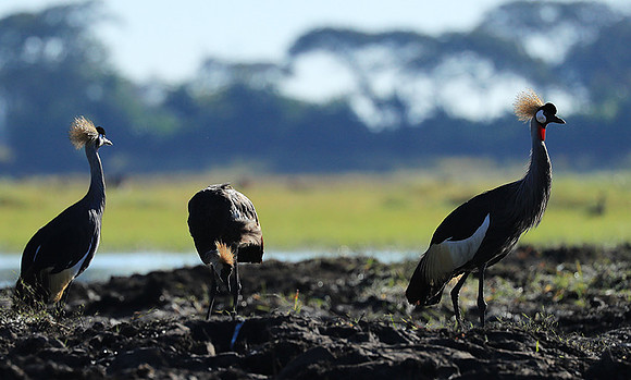 Grey-crowned crane - Kafue NP