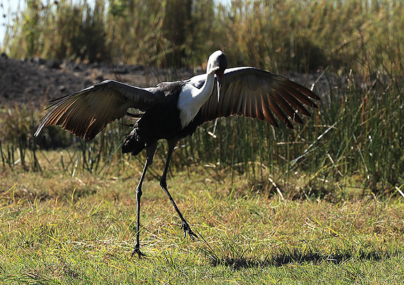 Wattled crane - Kafue NP