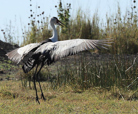 Wattled crane - Kafue NP