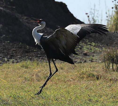 Wattled crane - Kafue NP