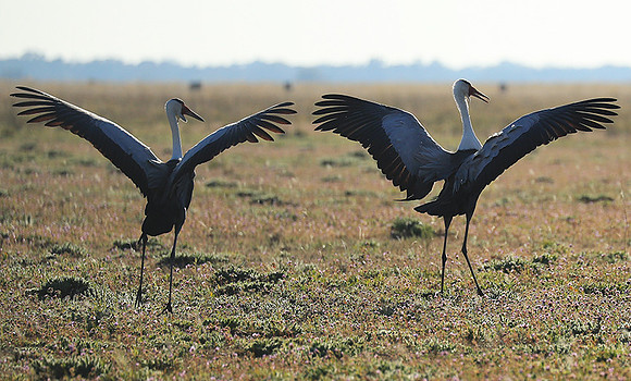 Whattled crane - Liuwa Plain NP