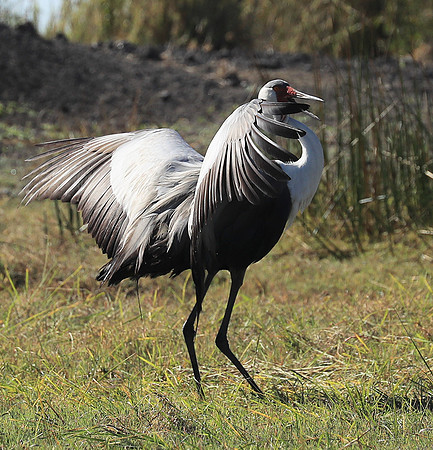 Wattled crane - Kafue NP