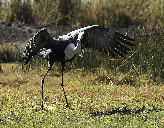 Wattled crane - Kafue NP