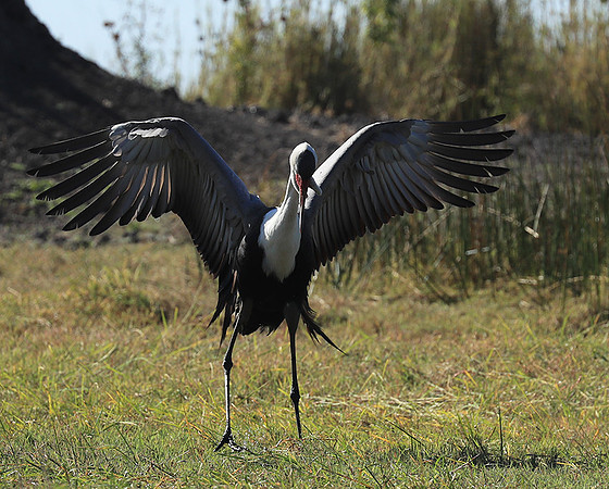 Wattled crane - Kafue NP