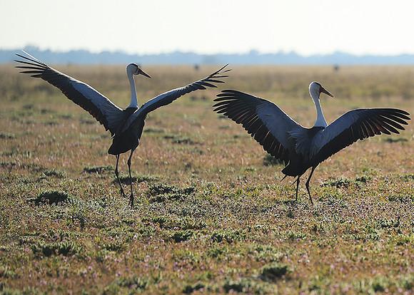 Whattled crane - Liuwa Plain NP
