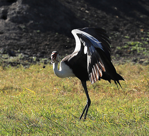 Wattled crane - Kafue NP