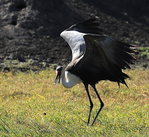 Wattled crane - Kafue NP