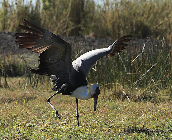 Wattled crane - Kafue NP