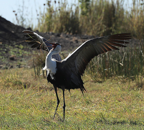 Wattled crane - Kafue NP
