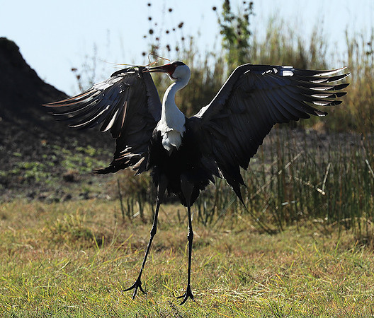 Wattled crane - Kafue NP
