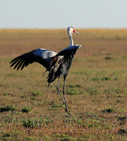 Whattled crane - Liuwa Plain NP