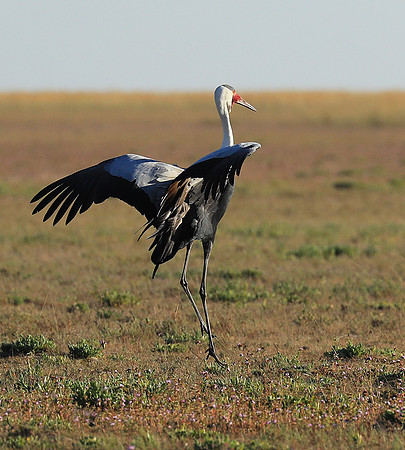 Whattled crane - Liuwa Plain NP