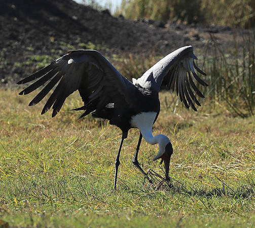 Wattled crane - Kafue NP