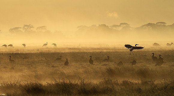 Kafue National Park - morning mist