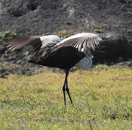 Wattled crane mating dance