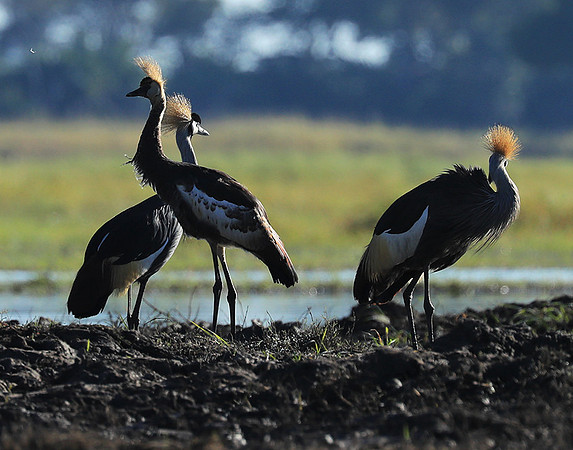 Grey-crowned crane - Kafue NP