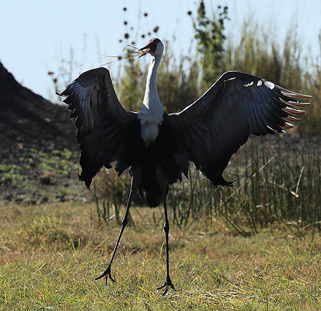 Wattled crane - Kafue NP