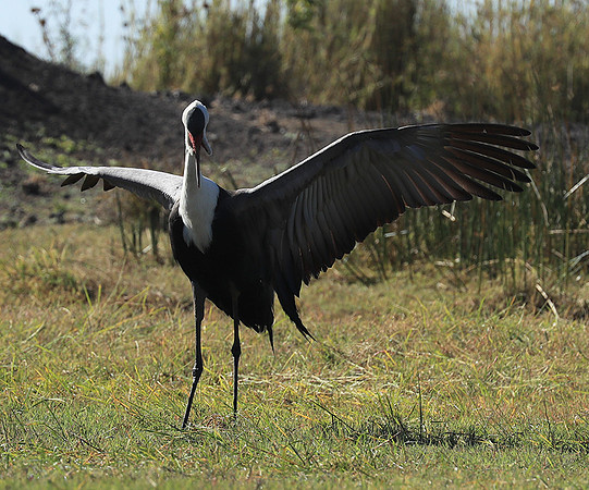 Wattled crane - Kafue NP
