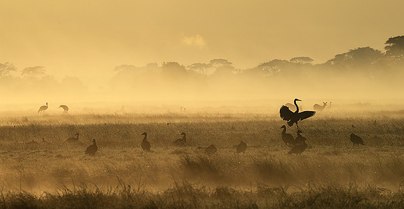 Kafue National Park - morning mist