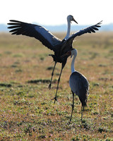 Whattled crane - Liuwa Plain NP