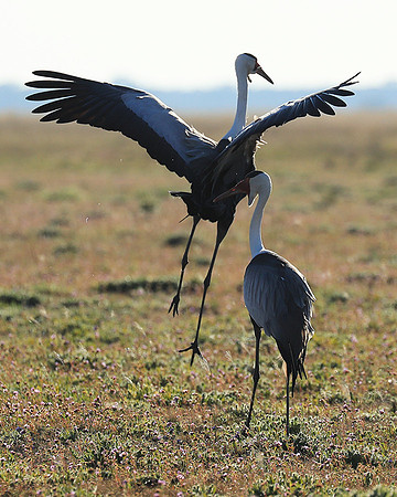 Whattled crane - Liuwa Plain NP