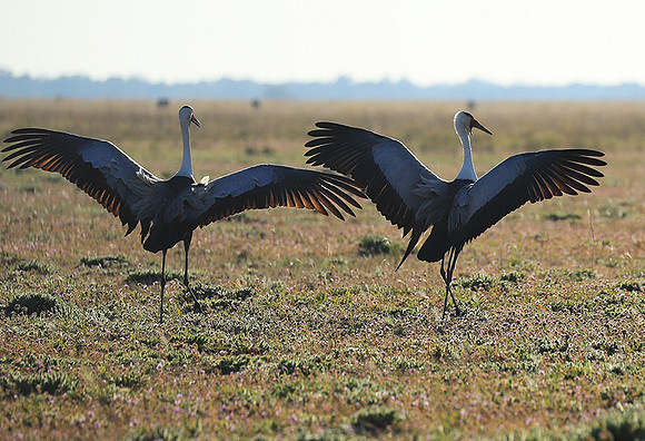 Whattled crane - Liuwa Plain NP